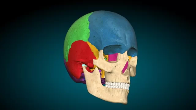 Anatomy of human skull | Anatomy of skull bones